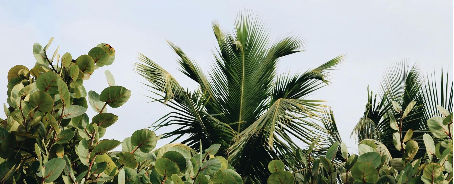 Garden Care Store -Garden Care Store pexels mdsnmdsnmdsn 788485