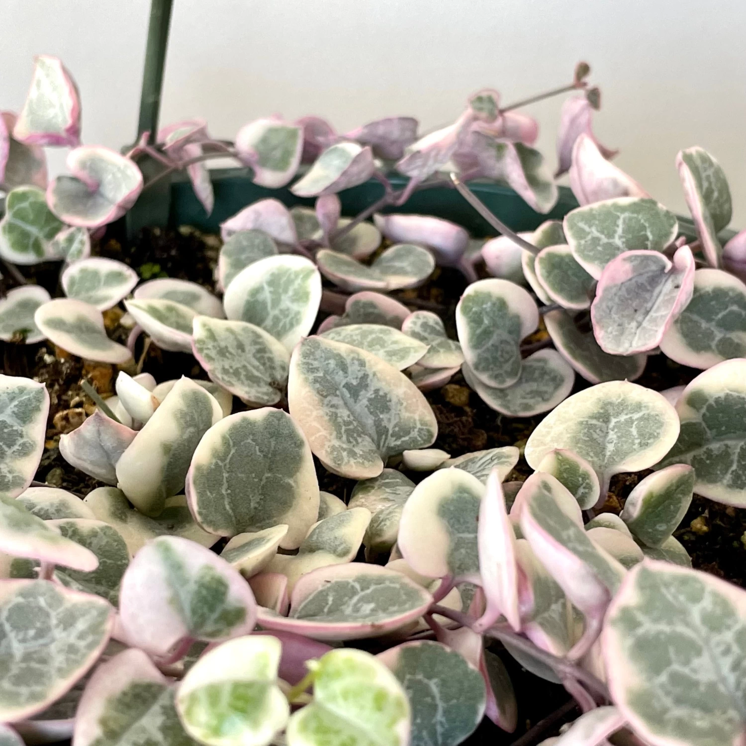 Variegated String Of Hearts 2 Variegated String Of Hearts - Image 2