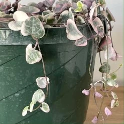 Variegated String Of Hearts 6 Variegated String Of Hearts -Garden Care Store s753278155256112669 p1022 i3 w1879