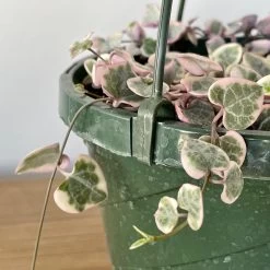 Variegated String Of Hearts 7 Variegated String Of Hearts -Garden Care Store s753278155256112669 p1022 i4 w3024