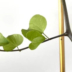 Dioscorea Elephantipes (Plant XL1) 11 Dioscorea Elephantipes (Plant XL1) -Garden Care Store s753278155256112669 p1023 i7 w2568