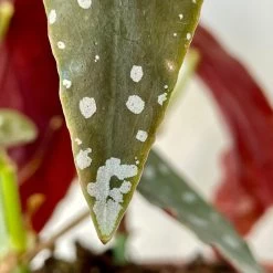 Begonia Maculata 6 Begonia Maculata -Garden Care Store s753278155256112669 p1025 i3 w3024