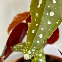 Begonia Maculata 7 Begonia Maculata -Garden Care Store s753278155256112669 p1025 i4 w3024
