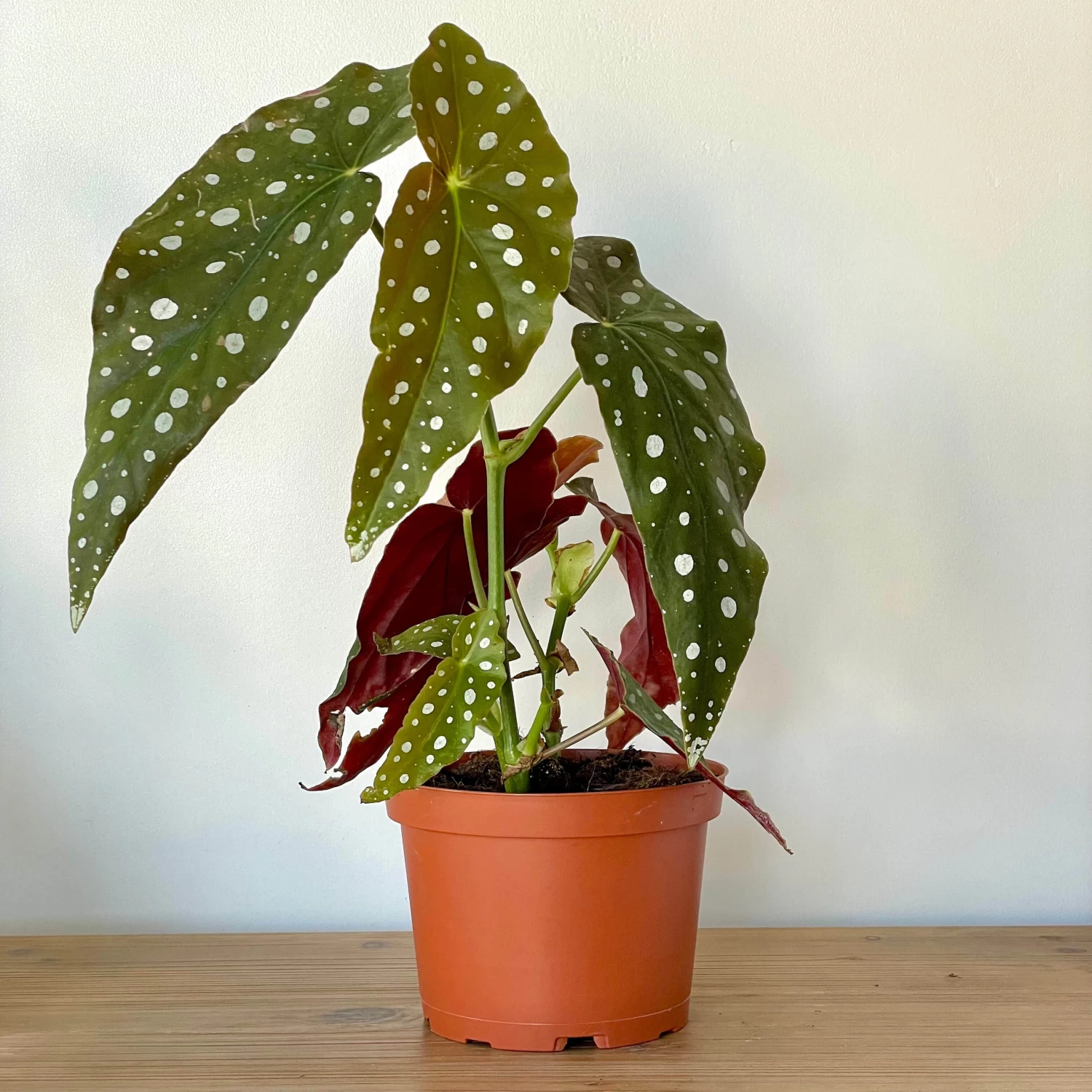 Begonia Maculata 1 Begonia Maculata