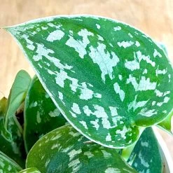 Scindapsus Pictus ‘Exotica’ - Pothos Satin 5 Scindapsus Pictus ‘Exotica’ - Pothos Satin -Garden Care Store s753278155256112669 p1030 i4 w2623