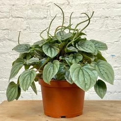 Peperomia Frost