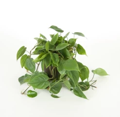 Philodendron Cordatum