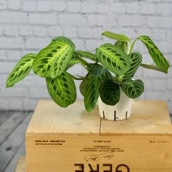 Maranta Lemon Lime-Green Prayer Plant