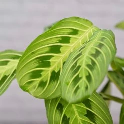 Maranta Lemon Lime-Green Prayer Plant -Garden Care Store s753278155256112669 p1038 i5 w4000