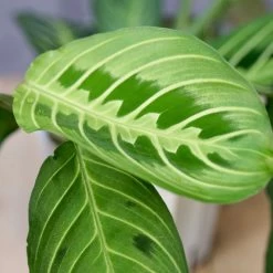 Maranta Lemon Lime-Green Prayer Plant -Garden Care Store s753278155256112669 p1038 i6 w3995