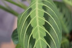 Maranta Lemon Lime-Green Prayer Plant -Garden Care Store s753278155256112669 p1038 i7 w6000