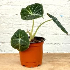 Alocasia Black Velvet