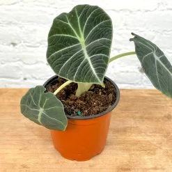 Alocasia Black Velvet -Garden Care Store s753278155256112669 p1073 i3 w3024