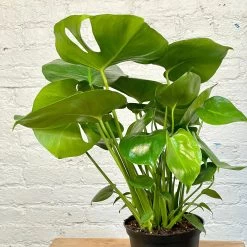 Monstera Deliciosa 5 Monstera Deliciosa -Garden Care Store s753278155256112669 p1081 i3 w3024