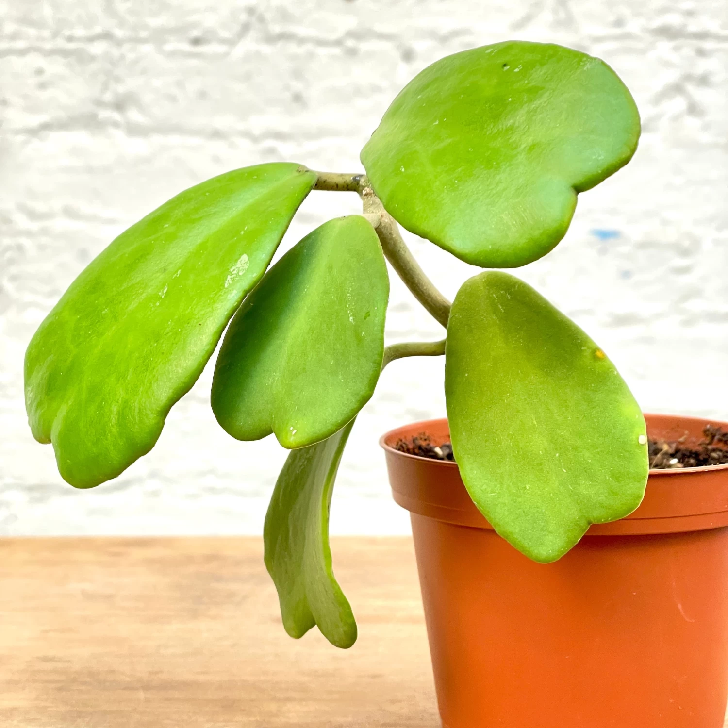 Hoya Kerrii Vine 2 Hoya Kerrii Vine - Image 2