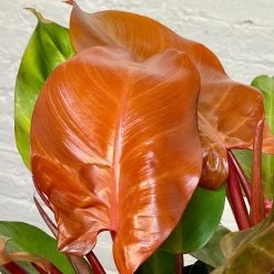 Philodendron McColley -Garden Care Store s753278155256112669 p1119 i4 w2542
