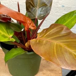 Philodendron McColley -Garden Care Store s753278155256112669 p1119 i5 w3024