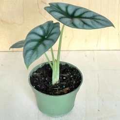 Alocasia Silver Dragon