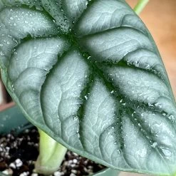 Alocasia Silver Dragon -Garden Care Store s753278155256112669 p1131 i3 w2525