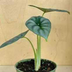 Alocasia Silver Dragon -Garden Care Store s753278155256112669 p1131 i4 w2526
