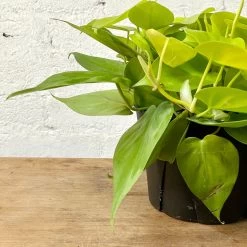 Philodendron Cordatum Neon -Garden Care Store s753278155256112669 p1132 i4 w3024