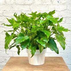 Philodendron Hope / Lickety Split