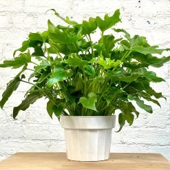 Philodendron Hope / Lickety Split -Garden Care Store s753278155256112669 p1133 i4 w2494