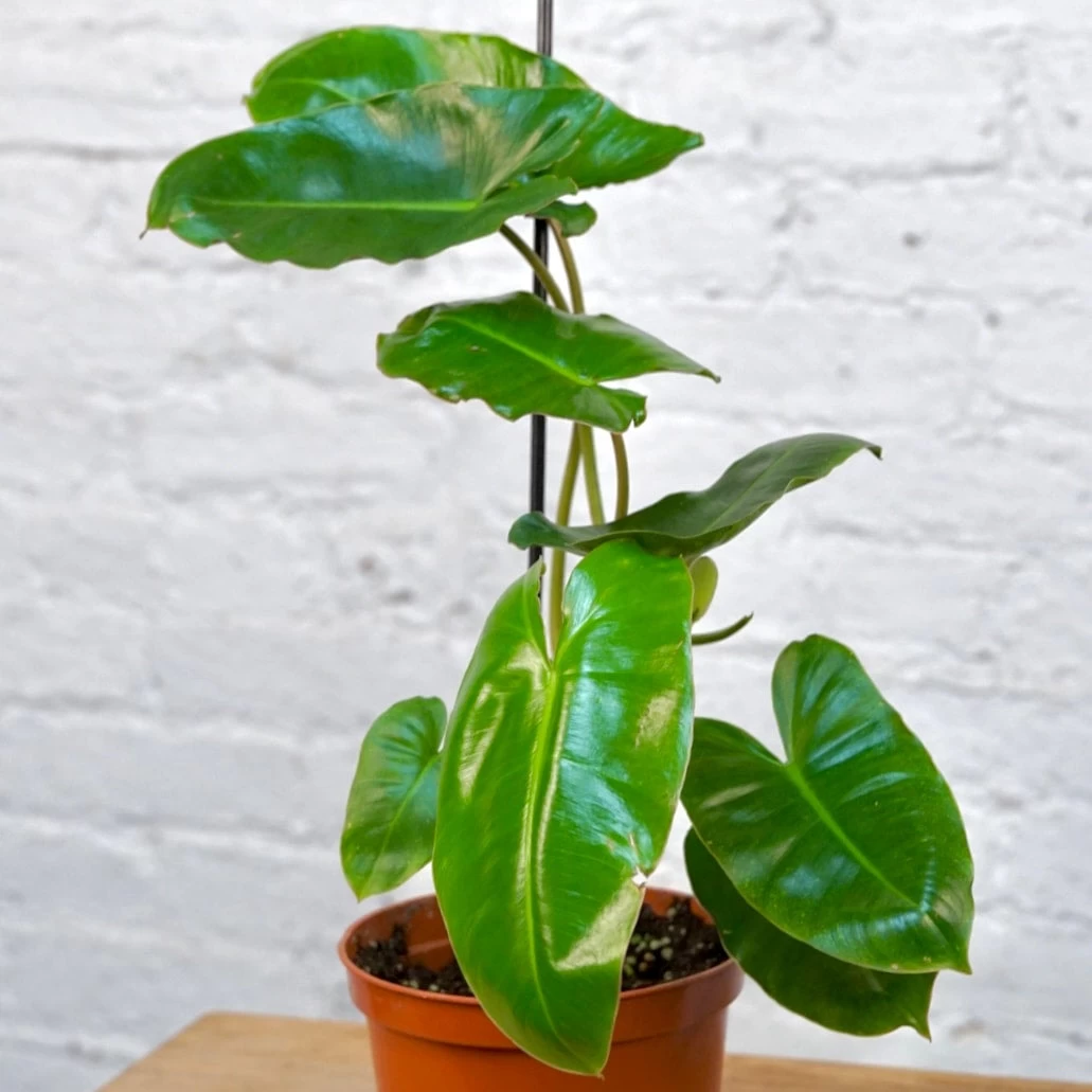 Philodendron Burle Marx 2 Philodendron Burle Marx - Image 2