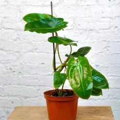 Philodendron Burle Marx