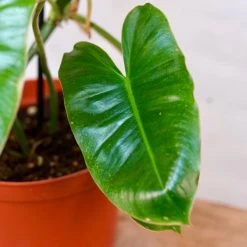 Philodendron Burle Marx 6 Philodendron Burle Marx -Garden Care Store s753278155256112669 p1134 i3 w1016