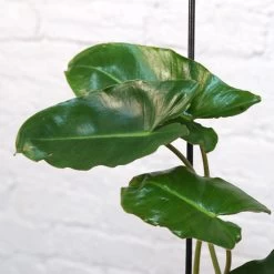 Philodendron Burle Marx 7 Philodendron Burle Marx -Garden Care Store s753278155256112669 p1134 i4 w1080