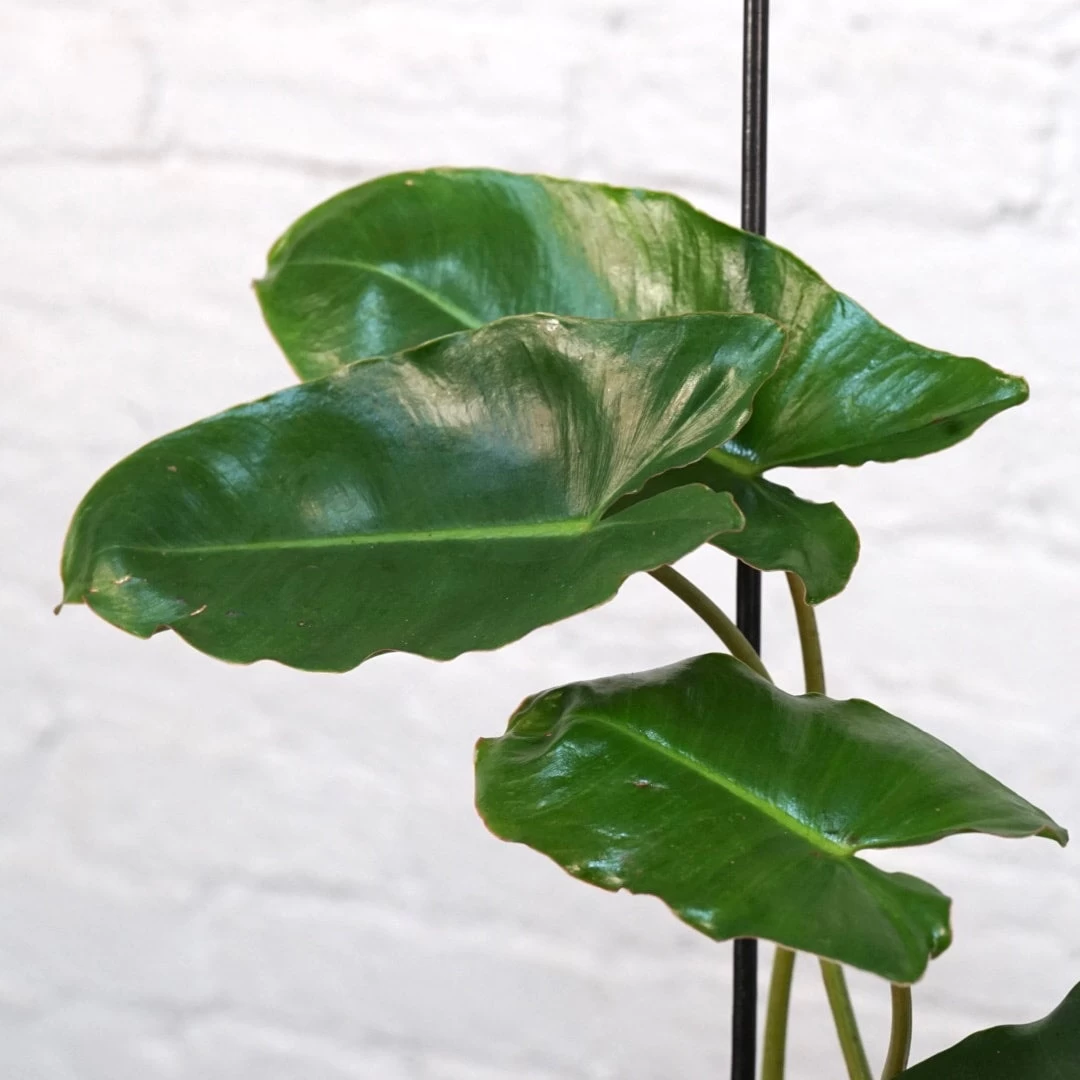 Philodendron Burle Marx 4 Philodendron Burle Marx - Image 4