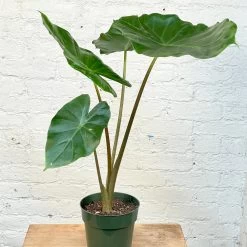 Alocasia Kuching Mask