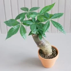 Stump Money Tree - Pachira Aquatica - In Terracotta Pots -Garden Care Store s753278155256112669 p1136 i2 w1888