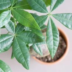 Stump Money Tree - Pachira Aquatica - In Terracotta Pots -Garden Care Store s753278155256112669 p1136 i3 w1962