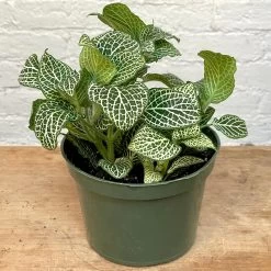 Fittonia