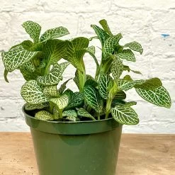 Fittonia -Garden Care Store s753278155256112669 p1137 i3 w2553