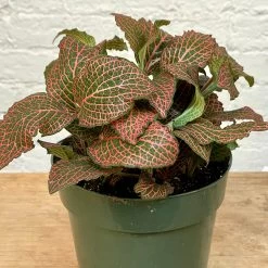 Fittonia -Garden Care Store s753278155256112669 p1137 i4 w2455