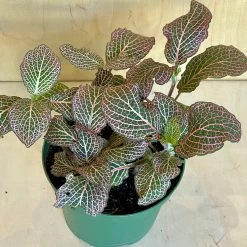 Fittonia -Garden Care Store s753278155256112669 p1137 i5 w2830