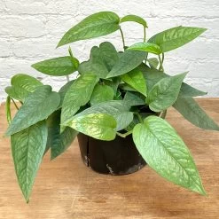 Pothos Cebu Blue
