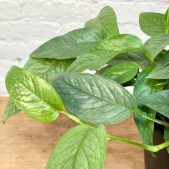 Pothos Cebu Blue 5 Pothos Cebu Blue -Garden Care Store s753278155256112669 p1138 i3 w3024