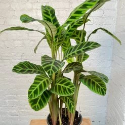 Calathea Zebrina 6 Calathea Zebrina -Garden Care Store s753278155256112669 p1145 i3 w2945