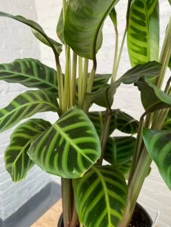 Calathea Zebrina 7 Calathea Zebrina -Garden Care Store s753278155256112669 p1145 i4 w3024