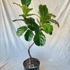 Fiddle Leaf Fig - Ficus Lyrata -Garden Care Store s753278155256112669 p1146 i2 w2067