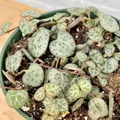 String Of Hearts -Garden Care Store s753278155256112669 p1147 i3 w3024