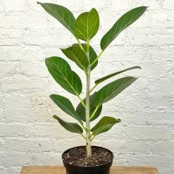 Ficus Audrey
