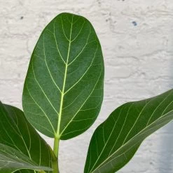 Ficus Audrey -Garden Care Store s753278155256112669 p1193 i3 w1777