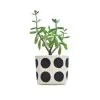 Multi Dots Black Blockprint Canvas Planter—4" GRAY GREEN GOODS