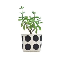 Multi Dots Black Blockprint Canvas Planter—4" GRAY GREEN GOODS