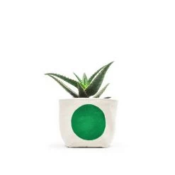 Gray Green Goods - Big Dot Blockprint Canvas Planter—4"